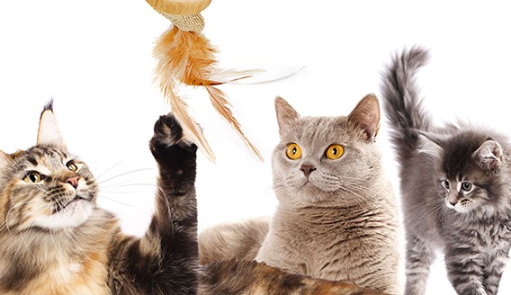 Two Kitties With NY Deal with medico veterinario Evaluation Amazing Pertaining to Virus
